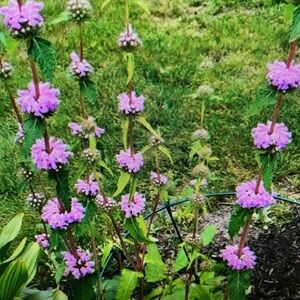 BEANIE BABIES AND CHRISTMAS LIVE TRAIN  💕💕 ♥️ SWING BY